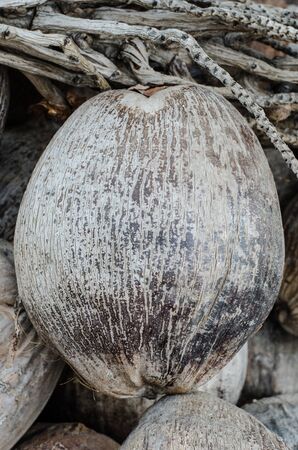 coconutsの写真素材