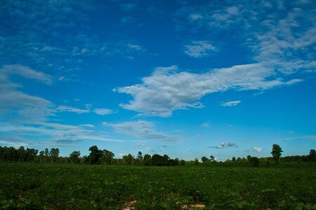 Views of natural vegetable farmers convert.の写真素材