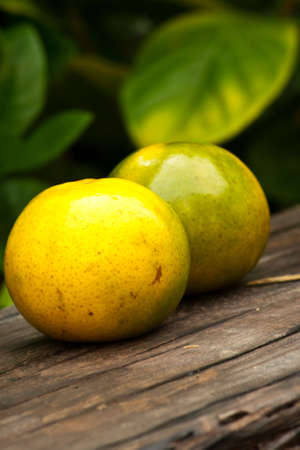 Orangeの写真素材