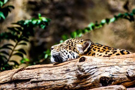 have a good dream jaguar.の写真素材