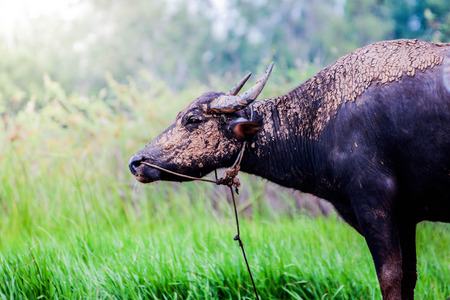 stand buffalo.の写真素材