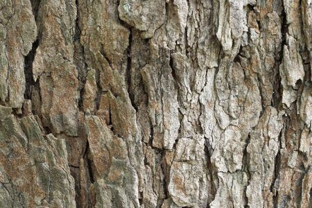 wood cracked background textures.の写真素材