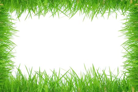 green grass background textures.の写真素材