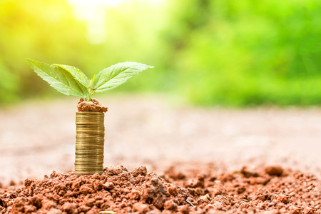 planting of coins money growth to the future time. the investment and saving money banking background.の写真素材