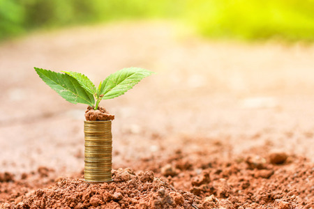planting of coins money growth to the future time. the investment and saving money banking background.の写真素材