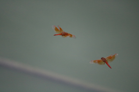 This is a photo of two butterflies flying over a pond near village.の写真素材
