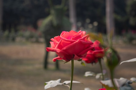 A single rose with beautiful shallow green background.の写真素材