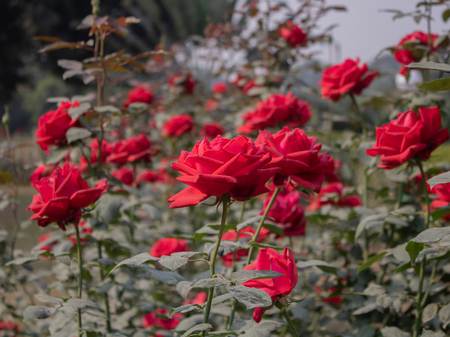 Red roses with branches in a garden in natural light on a sunny winter day.の写真素材