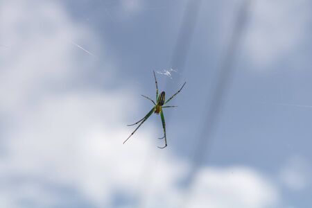 Closeup picture of a medium sized spider with its net, hanging from its net in a garden.の写真素材