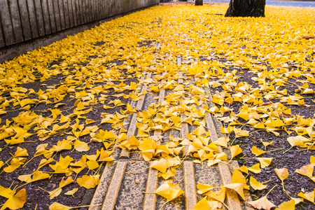 ginkgo in autumn , Japanの写真素材