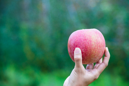 Apple in gardenの写真素材