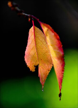 Leaves in the mist