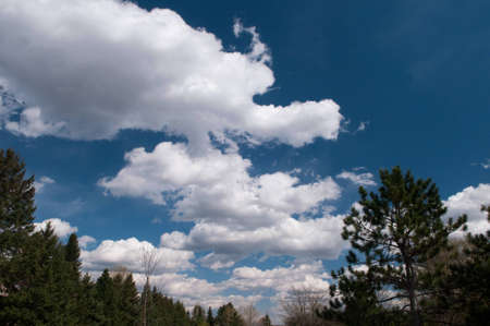Fluffy clouds floating in deep blue sky over tree tops