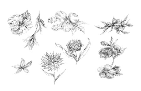 Flower set: highly detailed hand drawnのイラスト素材