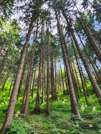 Tall Pine Forest from Below