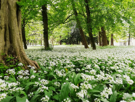 Forest Floor with White Flowers