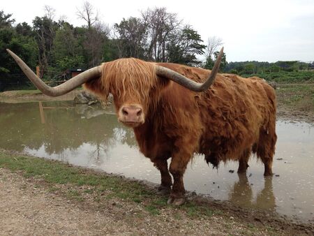 Wildlife safari longhorn with long hair