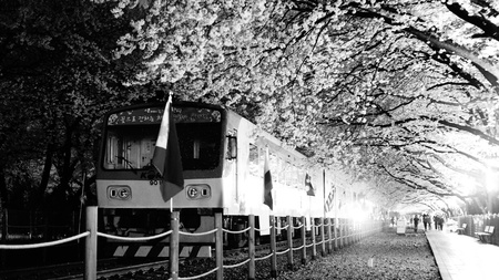 With the cherry blossoms in front of the train at the Kyeonghwa Station