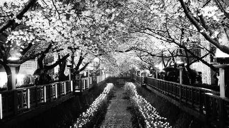 Chinhae seated castle romance bridge harborside Cherry blossom viewingのeditorial素材