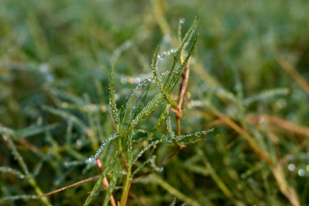 droplets of water on green grass in a winter morningの写真素材