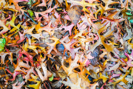 multi coloured leaves on the floor creating a beautiful pattern.の写真素材