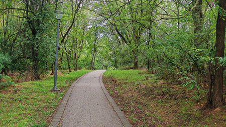 Paved pathway through green forest