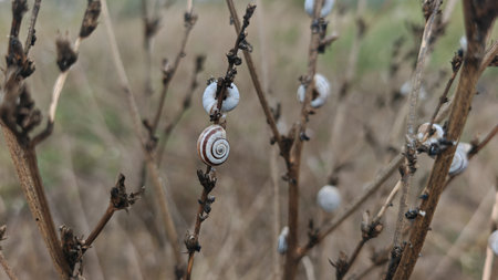 Striped snail on dry branches closeup