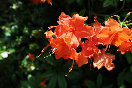 Orange azalea flowers in gardenの写真素材