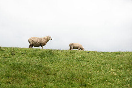 Sheep and lamb on grassy hillの写真素材