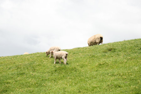 Sheep Family On Green Hillの写真素材