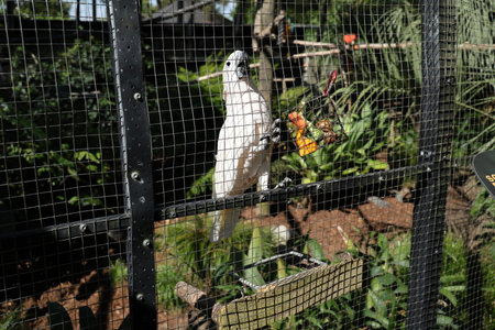 White cockatoo on perch in aviaryの写真素材