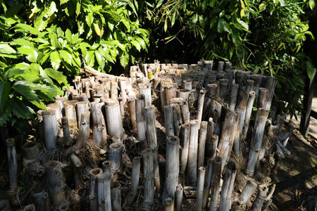 Cut bamboo stems in tropical garden