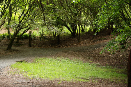 Lush Green Forest Pathway Surrounded By Trees And Foliage