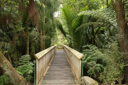 Wooden Bridge Surrounded By Lush Green Forest Vegetation