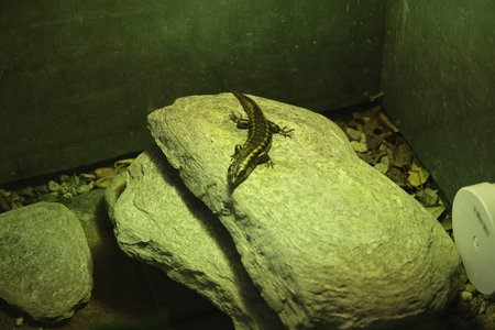 Lizard on warm rock in terrarium