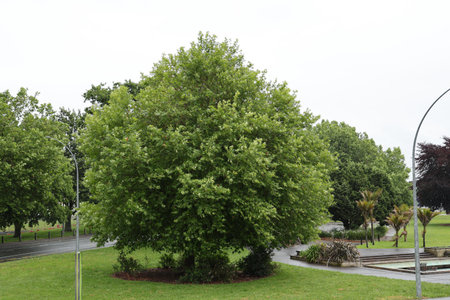 Lush Green Trees Surrounding Park Pathway Under Overcast Sky