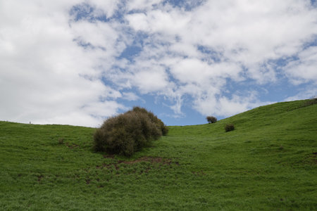 Green Grassy Hillside Scattered Bushes Under Cloudy Skyの写真素材