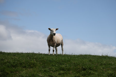 Solitary Sheep Standing Hillside Under Blue Skyの写真素材