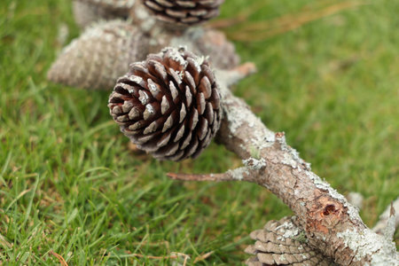 Weathered Pinecones Resting Along Mossy Branchの写真素材