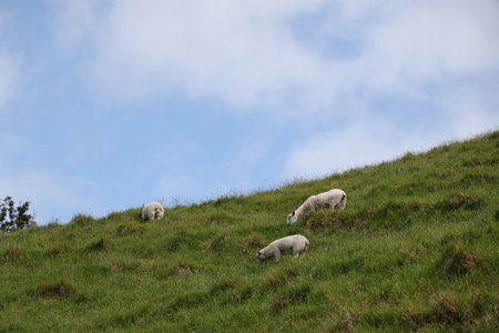 Grazing Sheep Scattered Across Steep Green Hillsideの写真素材