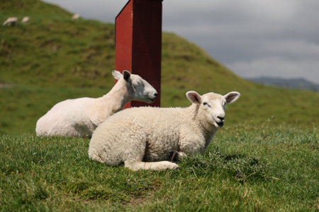 Curious Lamb Resting Beside Grazing Companion Hillsideの写真素材