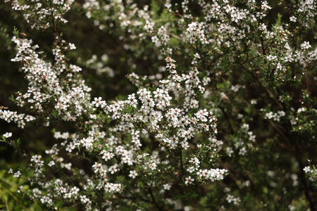 Honeybee Visiting Blossoming Shrub Covered White Petalsの写真素材