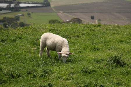 Lone Lamb Grazing Lush Hillside Pasture Landscapeの写真素材