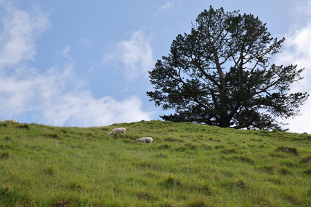 Sheep Grazing Hillside Beneath Lone Spreading Treeの写真素材