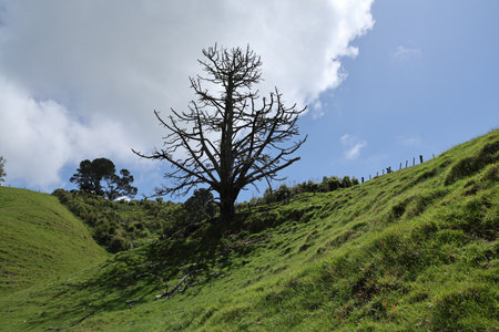 Leafless Tree Silhouette Over Rolling Green Hillside