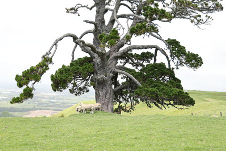 Grazing Sheep Beneath Sprawling Evergreen Pasture Tree