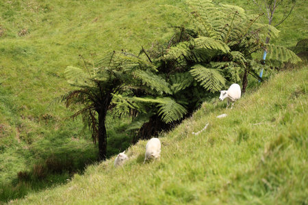 Sheep Grazing Hillside Beside Lush Fern Treesの写真素材