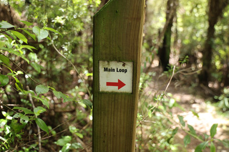 Wooden Trail Marker Arrow Beside Lush Foliage