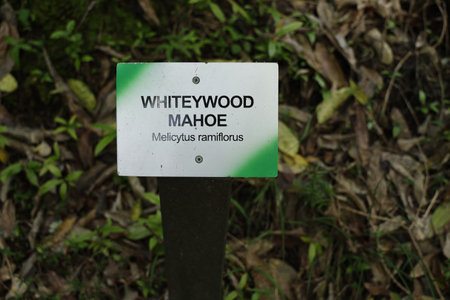 Botanical Signboard Identifying Whiteywood Mahoe Speciesの写真素材