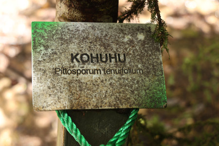 Weathered Tree Label Botanical Signの写真素材